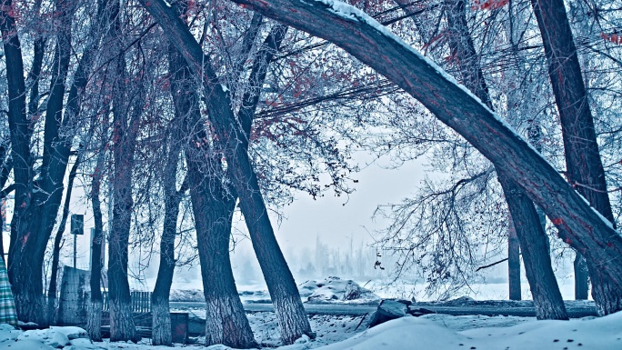 4K雾凇雪景 树挂