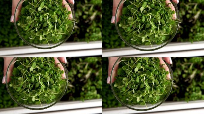 绿色蔬菜玻璃杯里的菜苗发芽的菜苗无土栽培