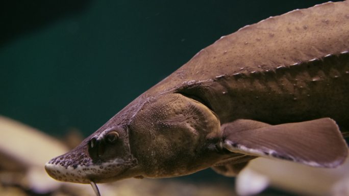 贝加尔鲟鱼野生鱼类种类游动