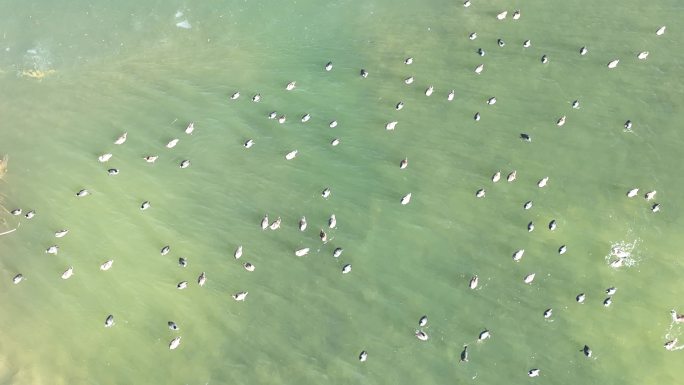 航拍东营黄河入海口湿地