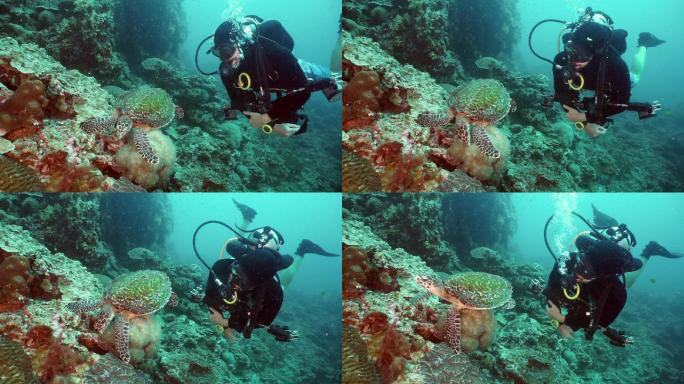 海龟下潜大海深海龟热带鱼