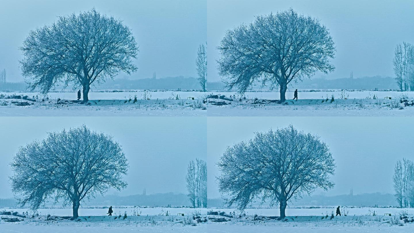 4K雾凇雪景 树挂