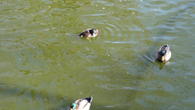 春江水暖鸭先知水禽湖里的鸭子天鹅 (6)