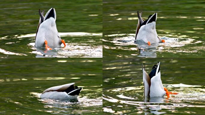野鸭湿地湖泊戏水鸟类生态环境保护野生动物