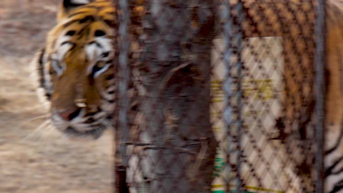野生动物园的老虎1