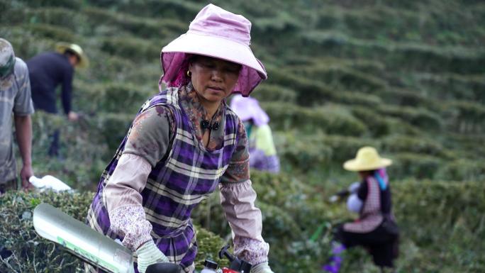 茶树护理 茶树修剪