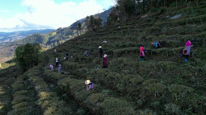 茶树护理 茶树修剪