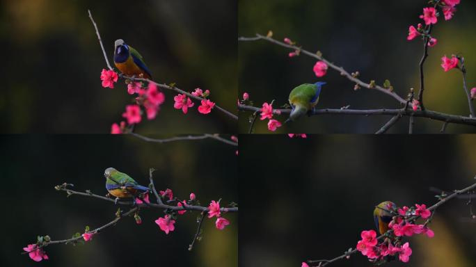 鲜花上漂亮的鸟儿素材