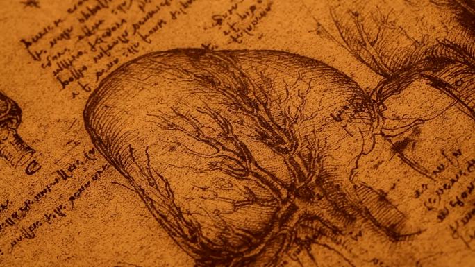 莱昂纳多·达芬奇创作的14世纪解剖学艺术
