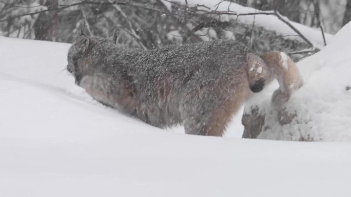 野生加拿大猞猁雪地雪景视频素材