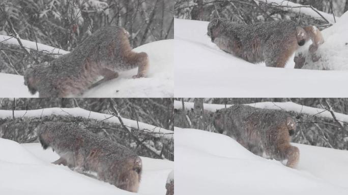 野生加拿大猞猁雪地雪景视频素材