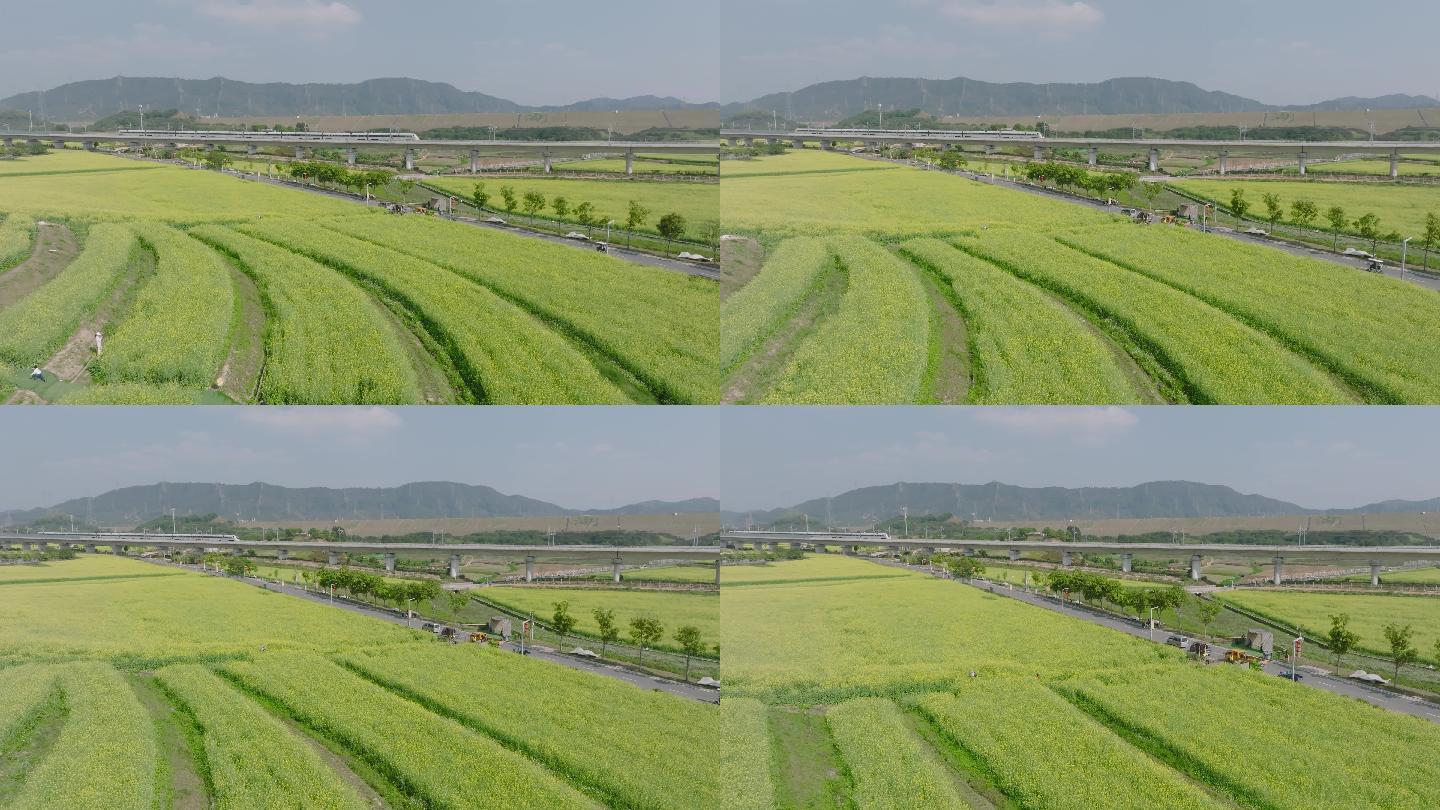 航拍光明田园阳光下的油菜花田野和高铁火车