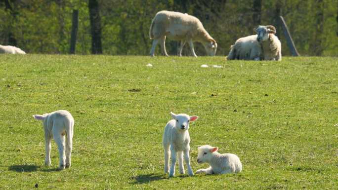 绿色草地上可爱的羔羊