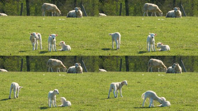 绿色草地上可爱的羔羊