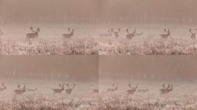 秋天森林里的鹿群雾早晨自然