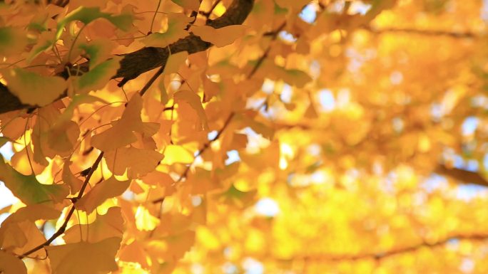 秋天的银杏黄叶秋季金黄色风吹动