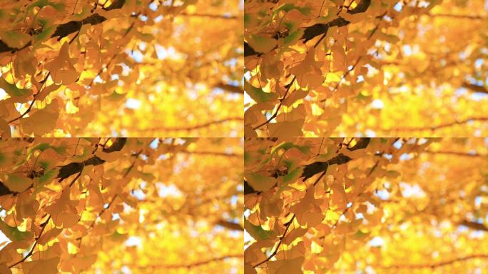 秋天的银杏黄叶秋季金黄色风吹动