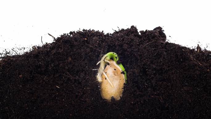 种子萌发概念土壤生命生机新生幼芽嫩芽嫩叶