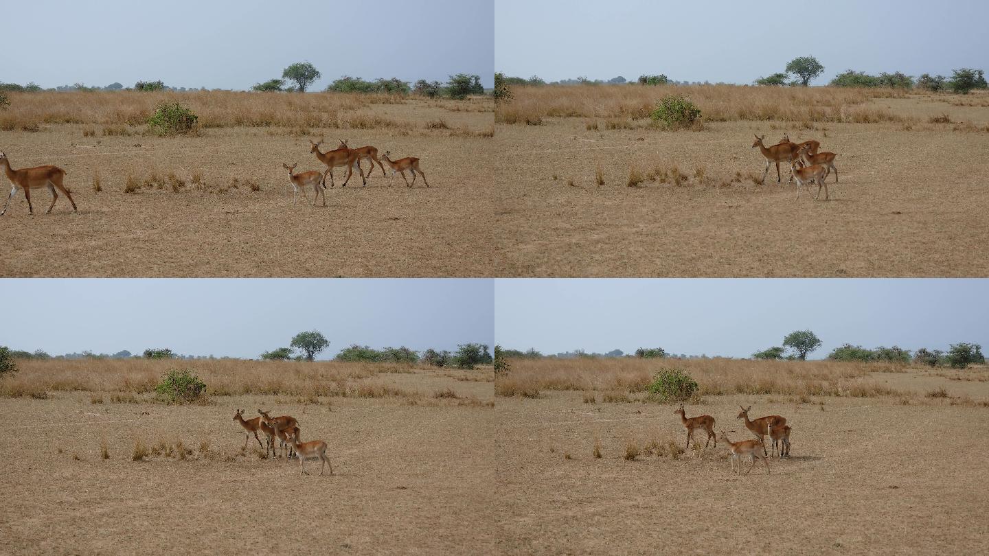 非洲平原野生的黑斑羚