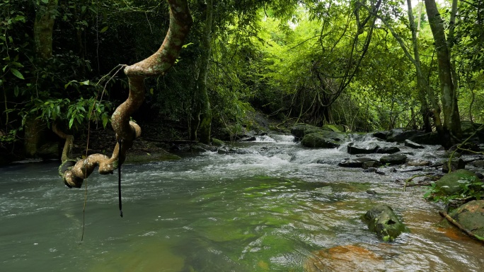 热带雨林中的河流