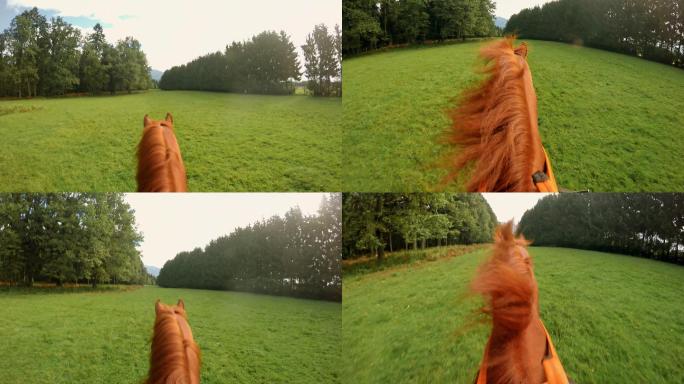 骑马穿过草地棕色第一视角马术