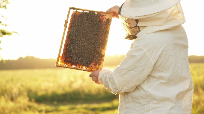 养蜂人蜂农蜂王浆