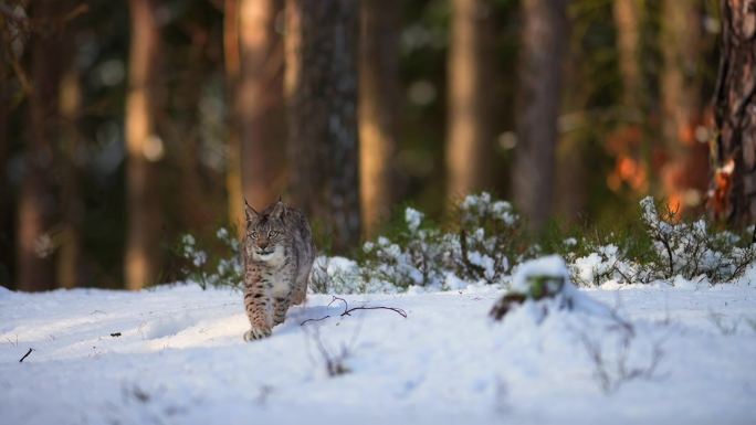 猞猁野生动物世界国家保护大自然非洲