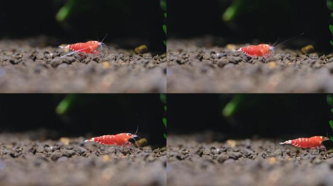 红色花式矮虾微距虾进食鱼缸水族箱