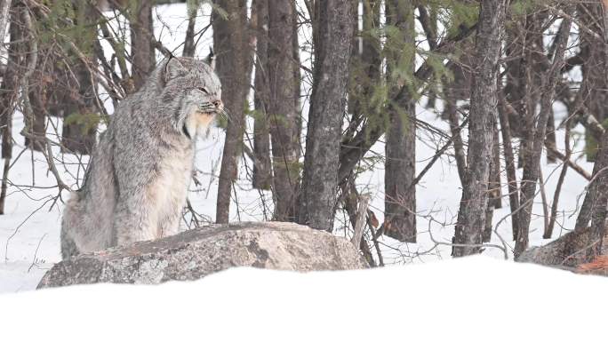 野生加拿大猞猁原始森林大雪封山老虎