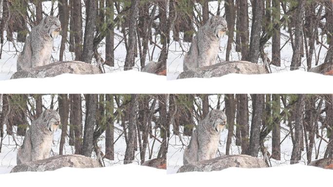 野生加拿大猞猁原始森林大雪封山老虎