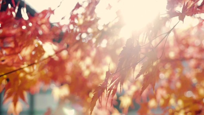 多彩的秋枫叶秋季大自然自然阳光穿过透过光