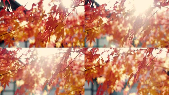 多彩的秋枫叶秋季大自然自然阳光穿过透过光