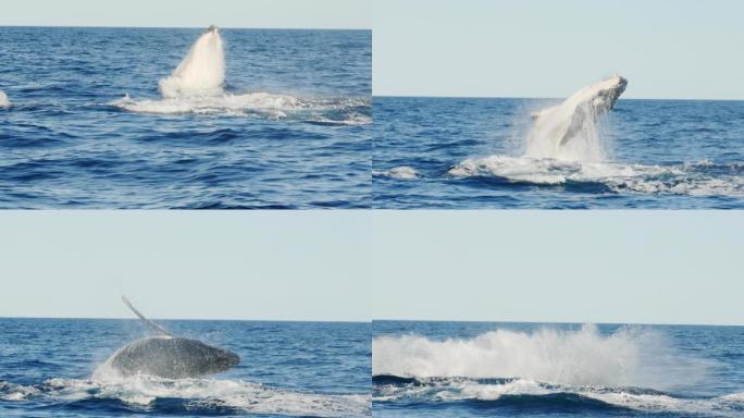 一头年轻的座头鲸从水下浮出水面