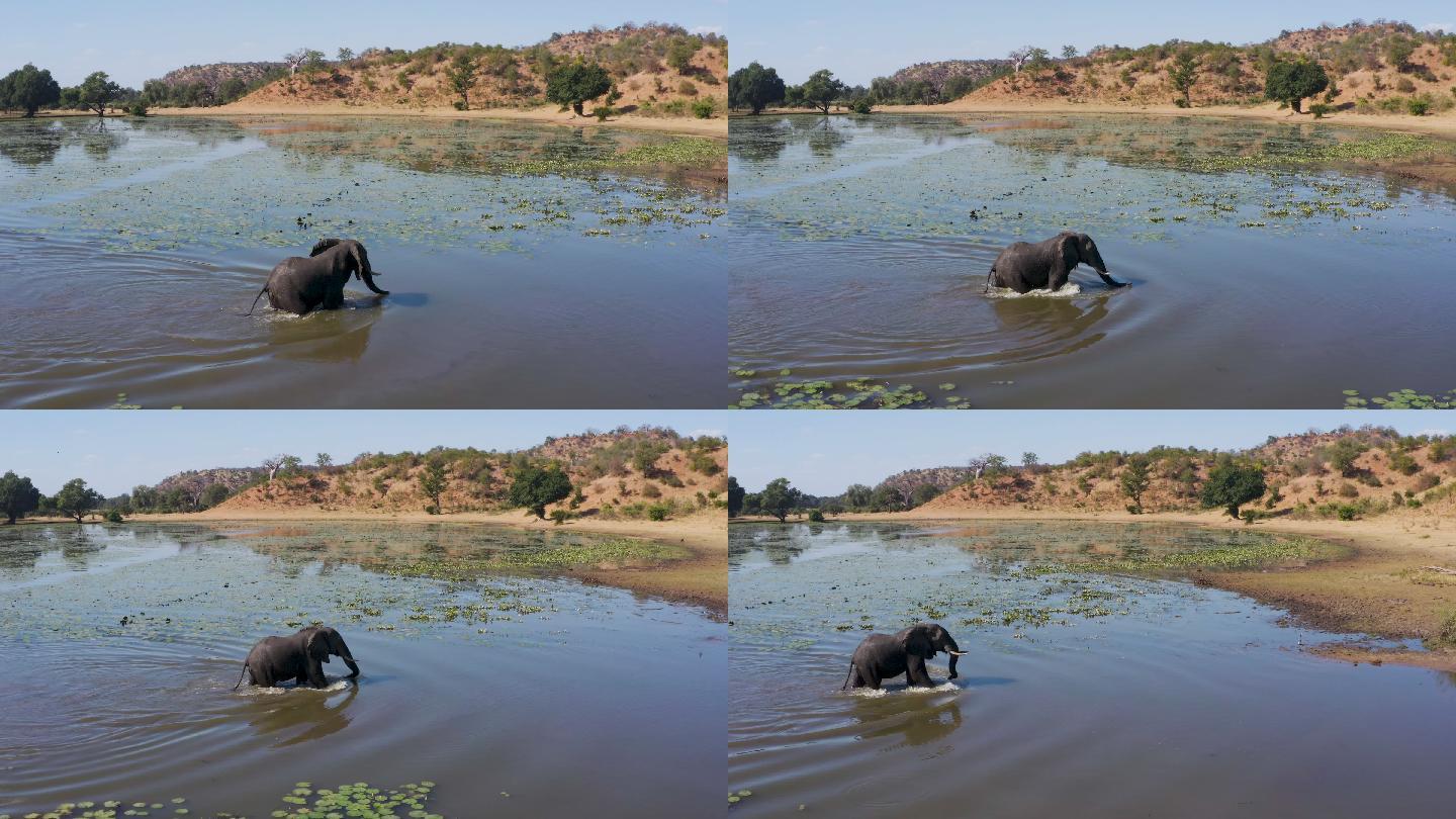 津巴布韦一头大象过河