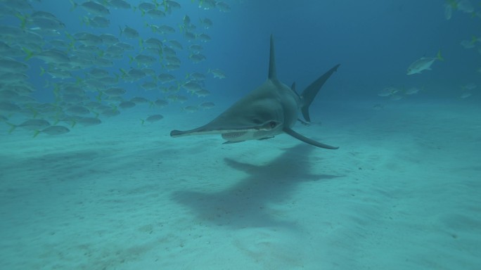 鲨鱼海底生物小鱼遨游鱼类海鱼