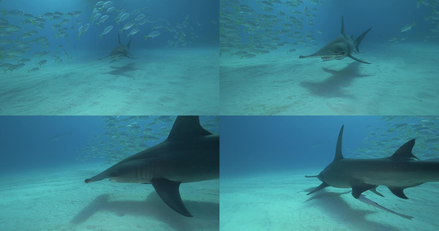 鲨鱼海底生物小鱼遨游鱼类海鱼