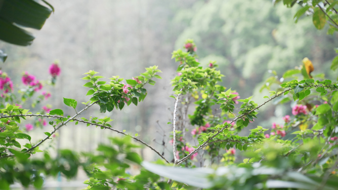 4k春天绿色清新生命向往生活仙湖植物园