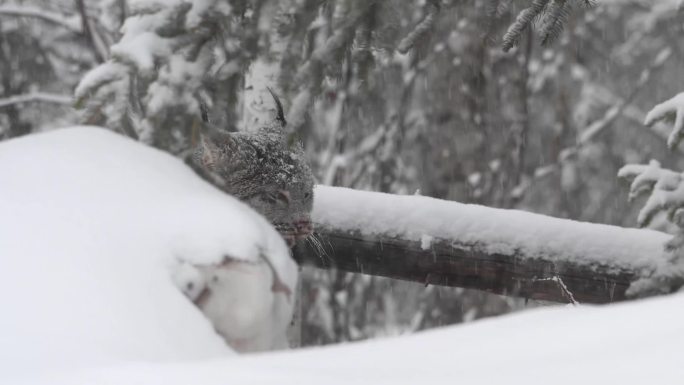 野生猞猁下雪天猞猁冬天觅食寒冷