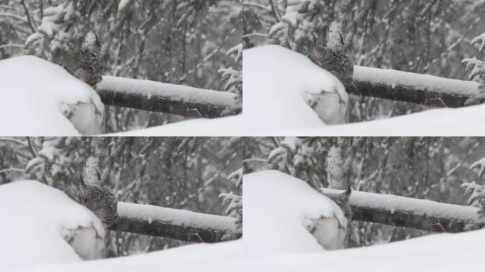 野生猞猁下雪天猞猁冬天觅食寒冷