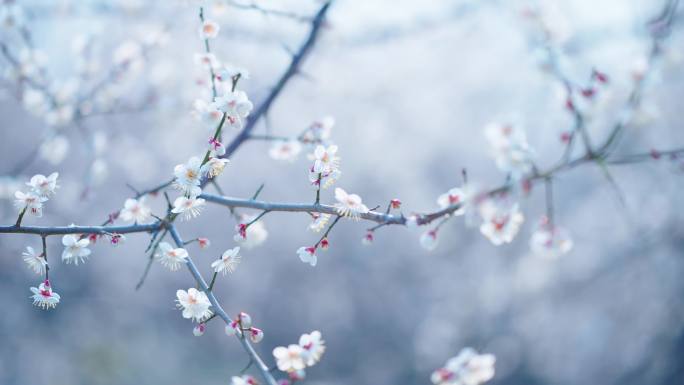 达川乌梅花开、樱花开