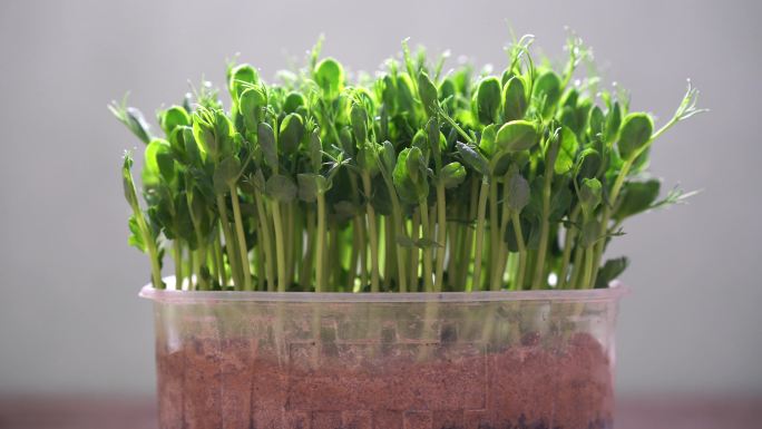 在塑料盒中种植新鲜的有机微绿色蔬菜