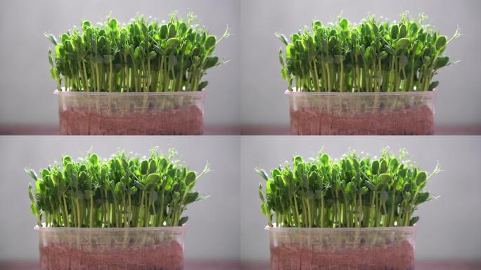 在塑料盒中种植新鲜的有机微绿色蔬菜