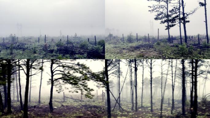 在雾中驾车穿过火灾后的森林