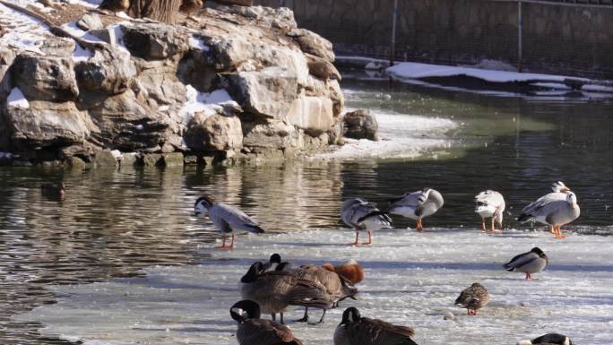 春江水暖鸭先知水禽湖里的鸭子天鹅 (1)