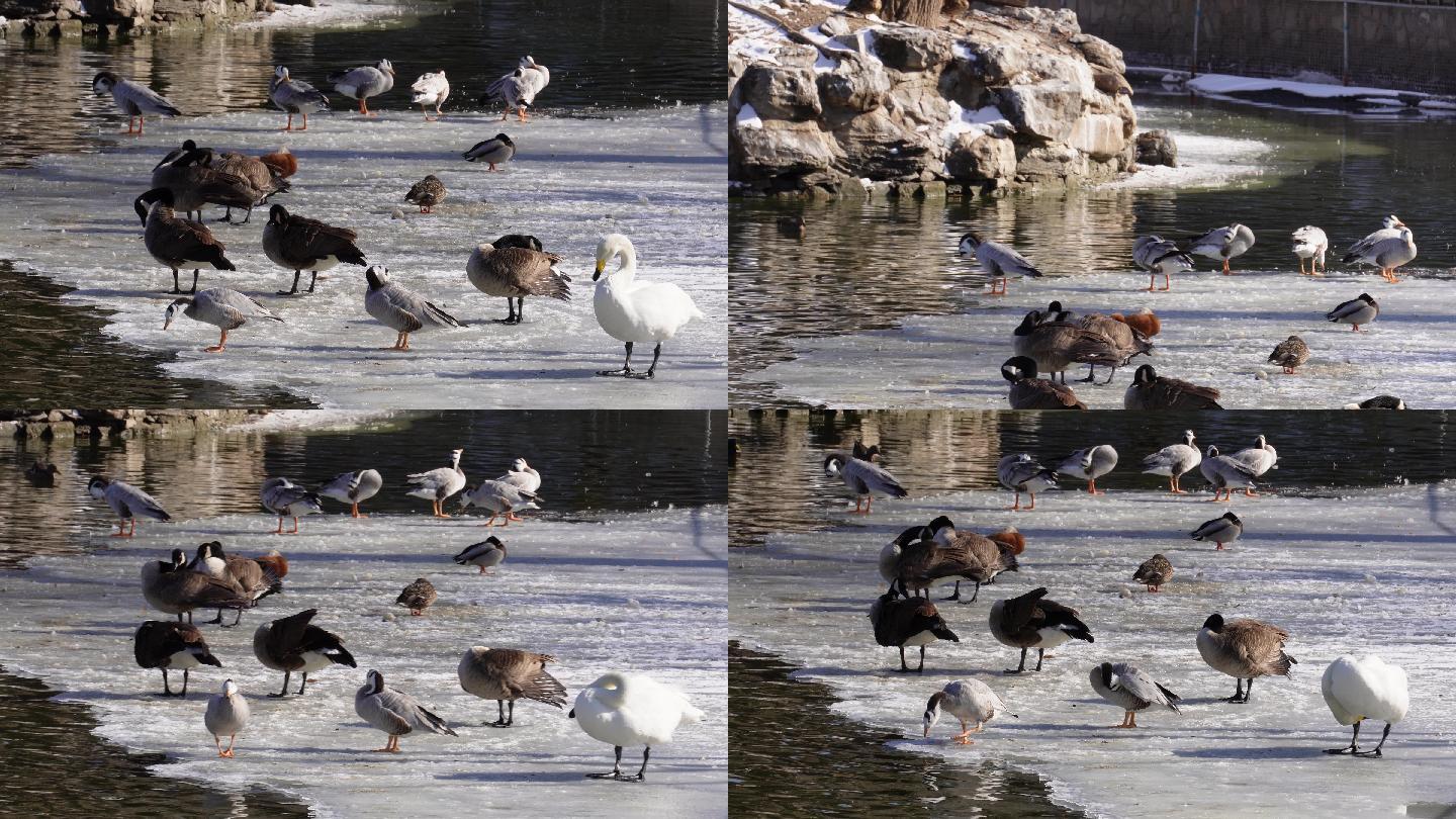 春江水暖鸭先知水禽湖里的鸭子天鹅 (1)