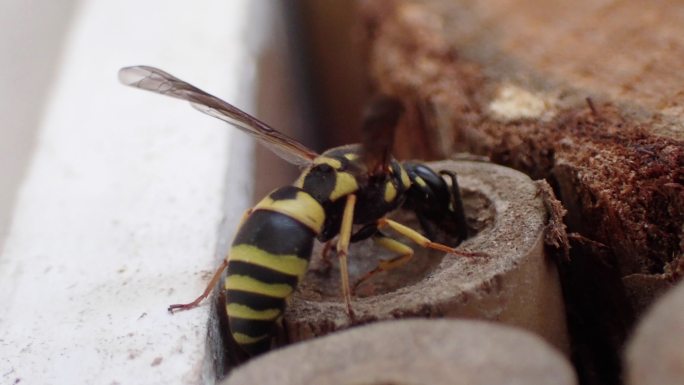 黄蜂啃食蜂类树根