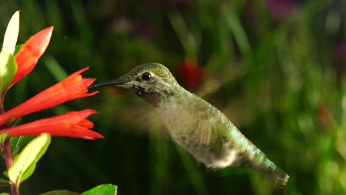 蜂鸟最小的鸟4K捕食花蜜大自然生态
