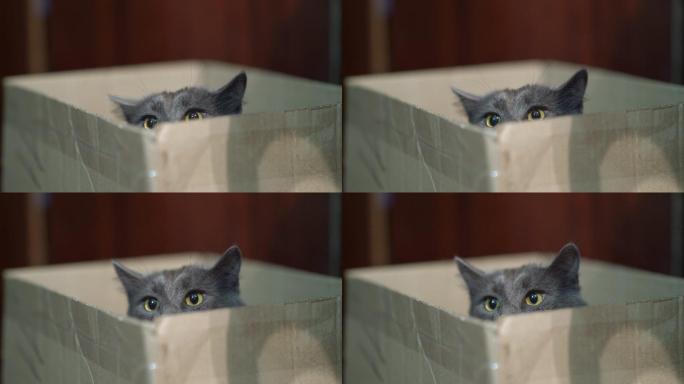 被吓坏了的猫坐在箱子里