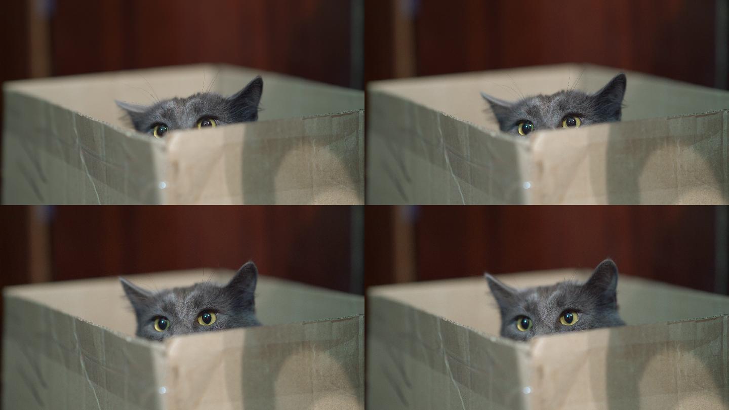 被吓坏了的猫坐在箱子里
