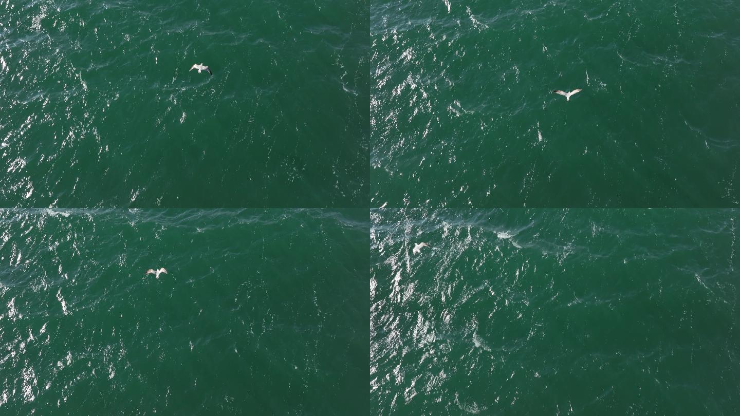 4K海鸥在大海上飞行慢动作